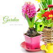 Pink hyacinth flower with bulb