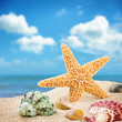 Sea star and colorful shells