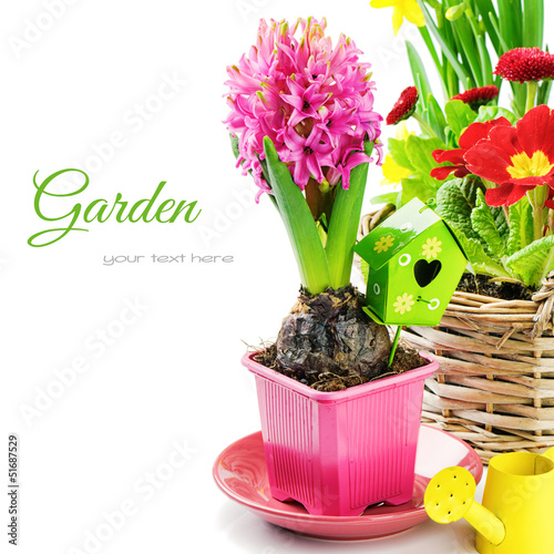 Photo: Pink hyacinth flower with bulb Pink hyacinth flower with bulb