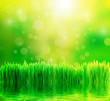 Photo: Green nature background with fresh grass and water Green nature background with fresh grass and water
