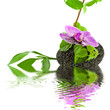 reflets d'orchidée et de plantes