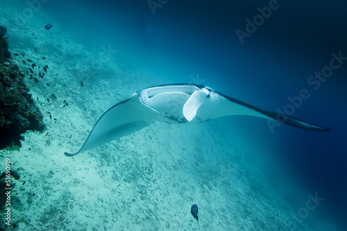 An isolated Manta in the blue and sand background