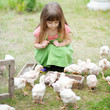 canvas print picture - portrait of a little girl and chickens