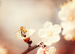 Photo: textured old paper background, bee collects honey on a flower textured old paper background, bee collects honey on a flower