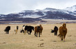 Icelandic Horses