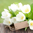 Foto: Tulpen, Label Tulpen, Label