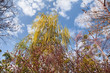 trees and plants at spring