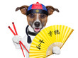 asian dog