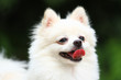 White Pomeranian dog