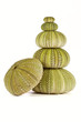Green sea urchins stacked