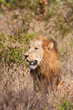 Male lion walk in brown grass