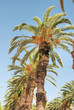 Date palm