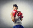 boxer