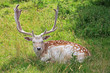 Fallow Deer
