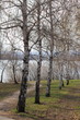Birches
