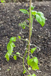 Photo: seedling of tomato seedling of tomato