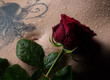 Foto: Rose auf dem Bauch einer Frau Rose auf dem Bauch einer Frau