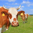 Head of a cow against a pasture