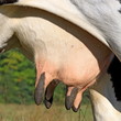 Udder of a young cow