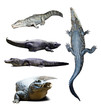 Photo: crocodiles over white with shade crocodiles over white with shade