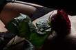 canvas print picture - Rose auf dem nackten Bauch einer Frau