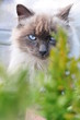 Кот смотрит