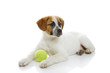 Young dog with green ball toy lying over white background.