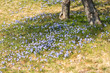 Siberian Squill (Scilla siberica)