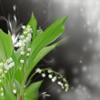 muguet