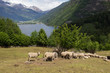 Photo: sheep in mountain pastures sheep in mountain pastures
