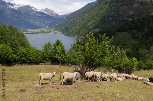 Photo: sheep in mountain pastures sheep in mountain pastures