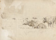 A herd of wild bison, buffalo