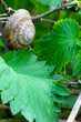 Foto: The grape snail and green leaves The grape snail and green leaves