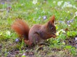Foto: Eichhoernchen - Red squirrel 02 Eichhoernchen - Red squirrel 02