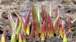 Sprouts muscari. Time Lapse