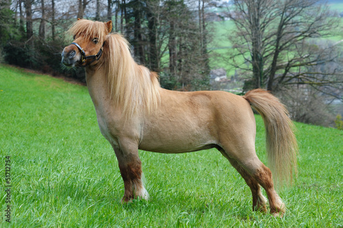 Photo: Miniature shetland pony Miniature shetland pony