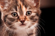 Foto: Cute kitten Cute kitten