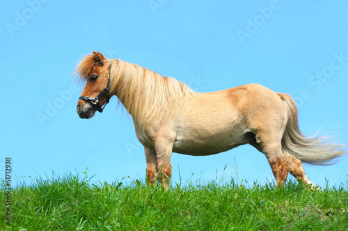 Photo: miniature shetland pony miniature shetland pony
