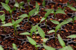 Photo: Green seedling Green seedling