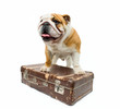 Bulldog