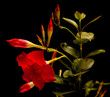 red  mandevilla