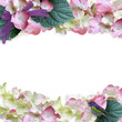 hydrangea background