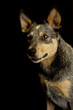 Australian Cattle Dog Hündin