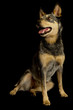 Australian Cattle Dog im Studio