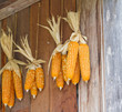 Dried corn hung on the wall.