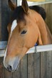 cavallo