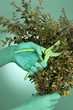 Photo: Grüne Hand mit Gartenschere und Buchsbaum Grüne Hand mit Gartenschere und Buchsbaum