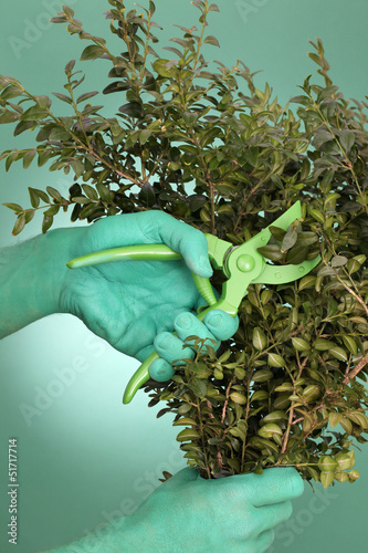 Photo: Grüne Hand mit Gartenschere und Buchsbaum Grüne Hand mit Gartenschere und Buchsbaum