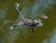 Toad