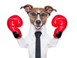 boxing dog